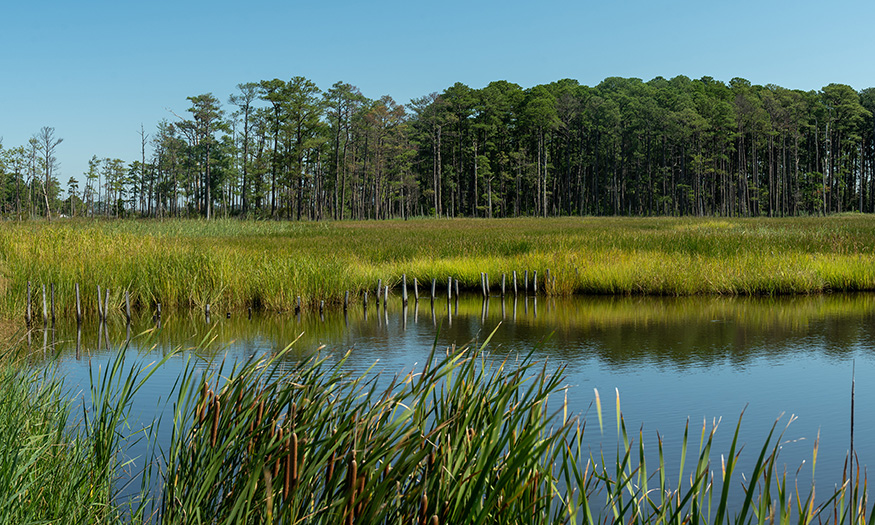 An MSU-developed tool is helping conservation leaders make effective land investments along the Gulf Coast. Photo: Adobe stock photo