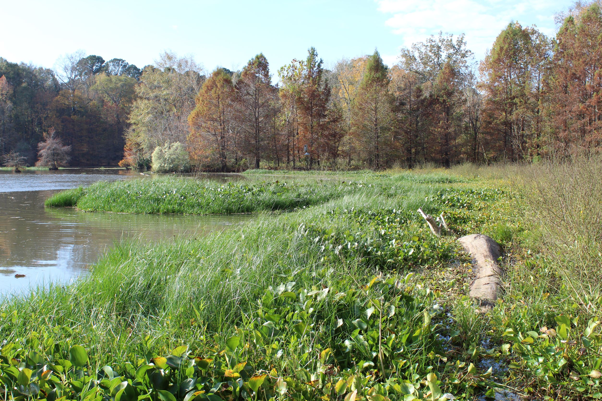 Aquatic Weeds