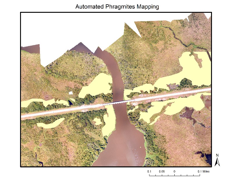 Automated Phragmites Mapping