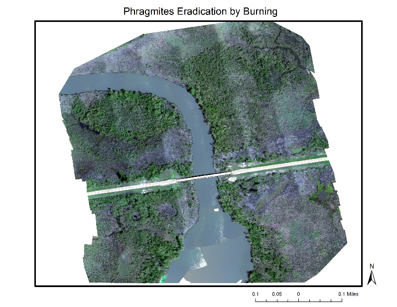 Phragmites Eradication by Burning