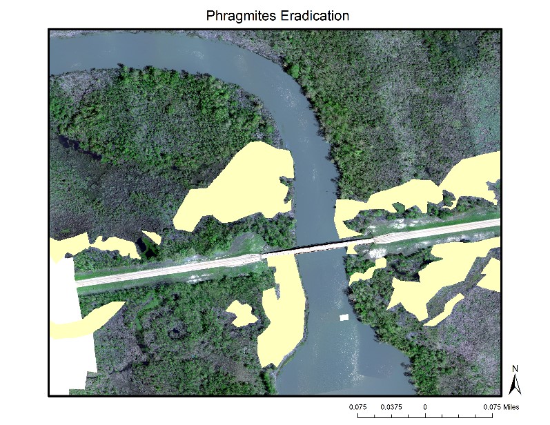 Phragmites Eradication