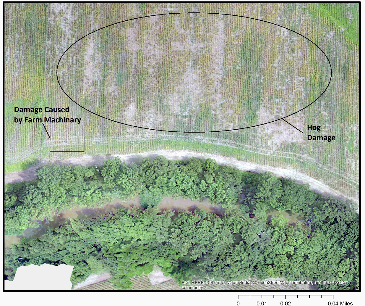 Visible Damages Caused by Hogs