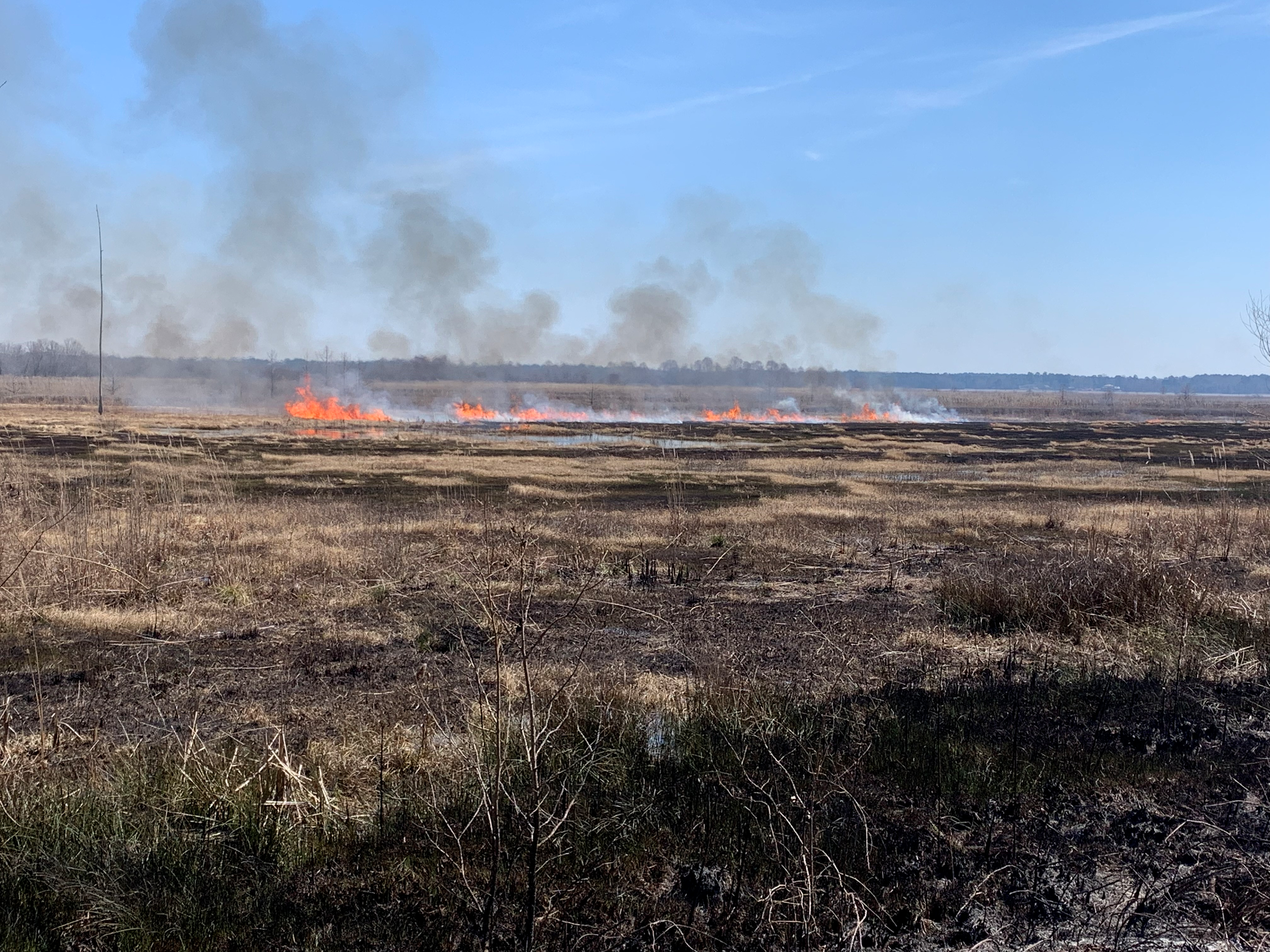 Cuban bulrush prescribed burn