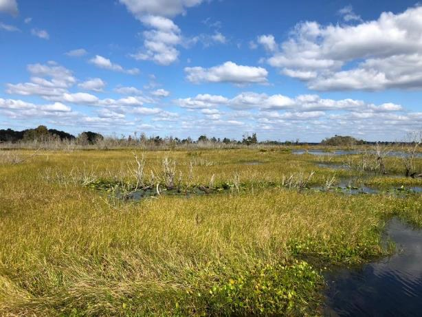 Cuban Bulrush