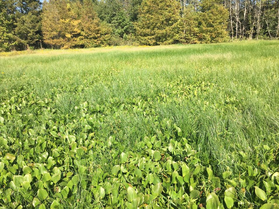 Cuban bulrush overgrowth