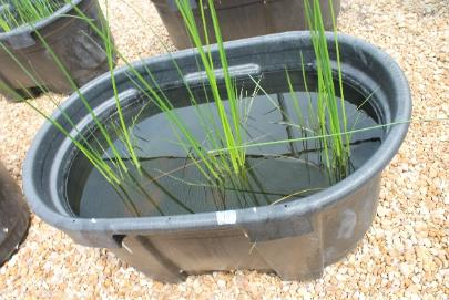 Flowring rush and hardstem bulrush