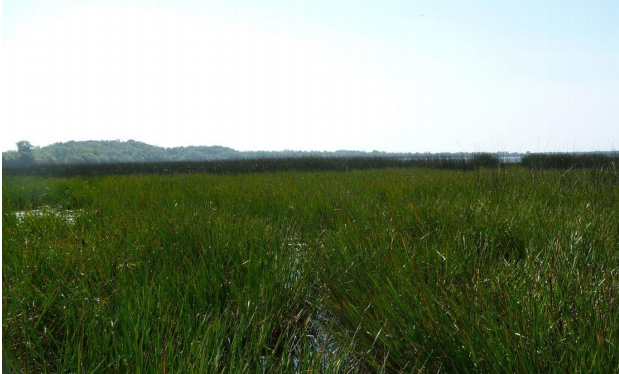 Flowering Rush