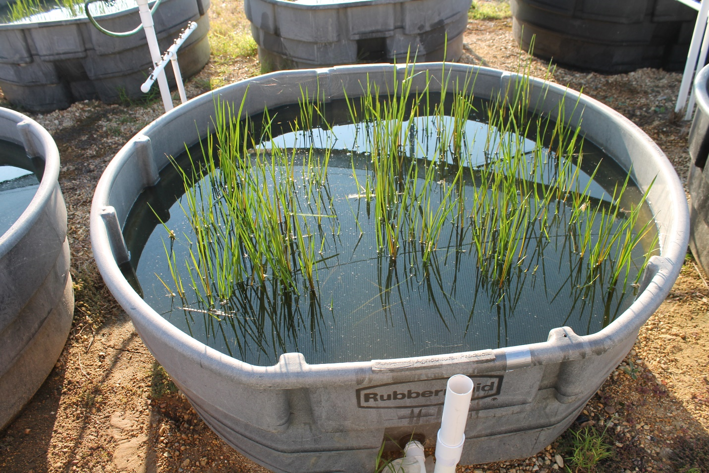 Flowering Rush Mesocosm