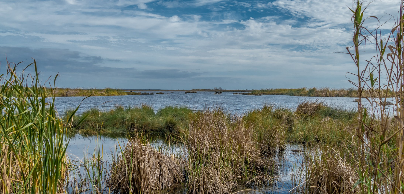 Marsh Terraces