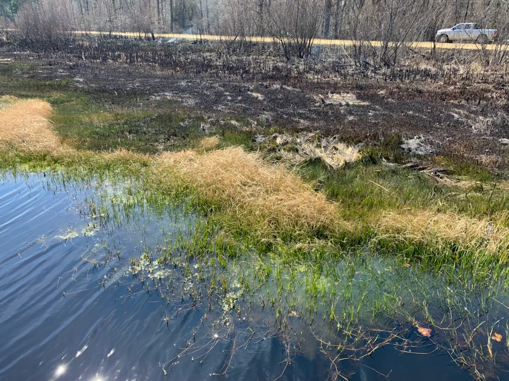 Cuban Bulrush Prescribed Burn