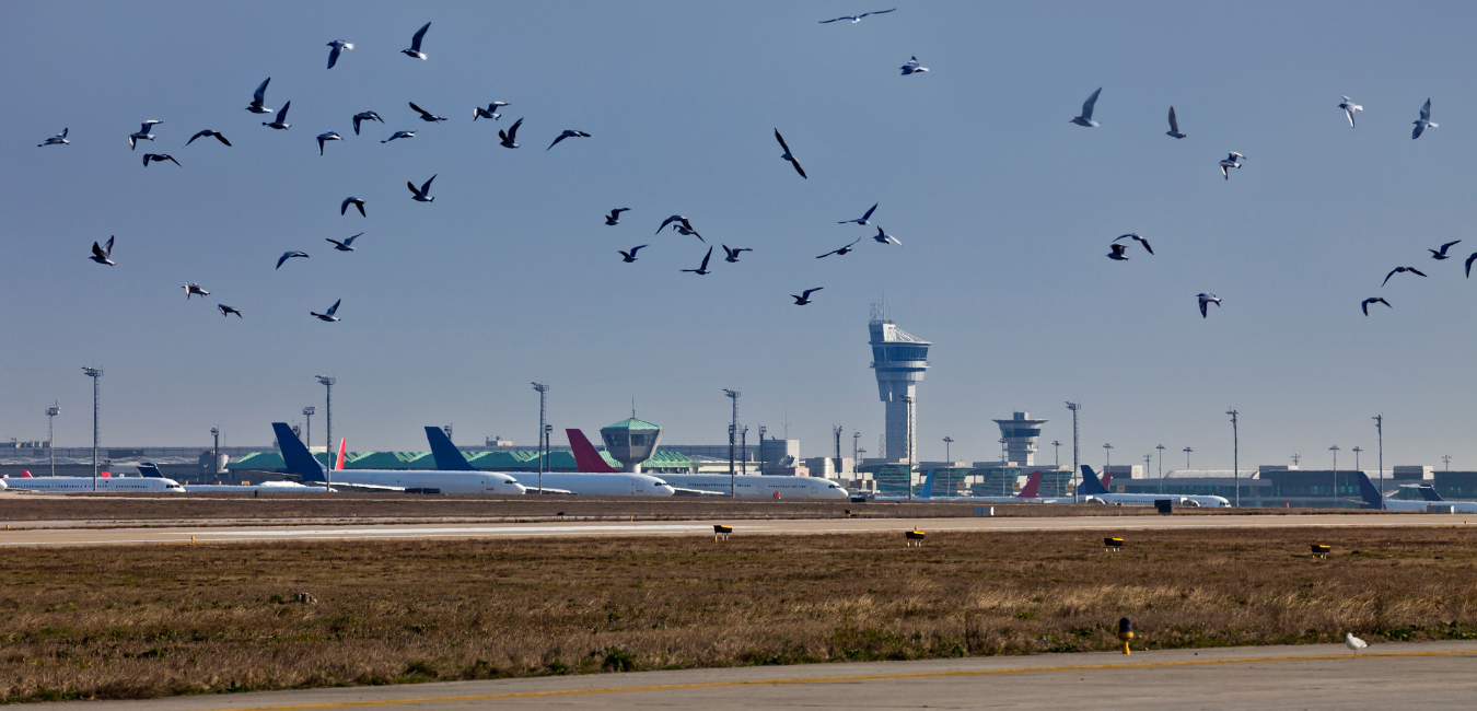 Airpot Wildlife