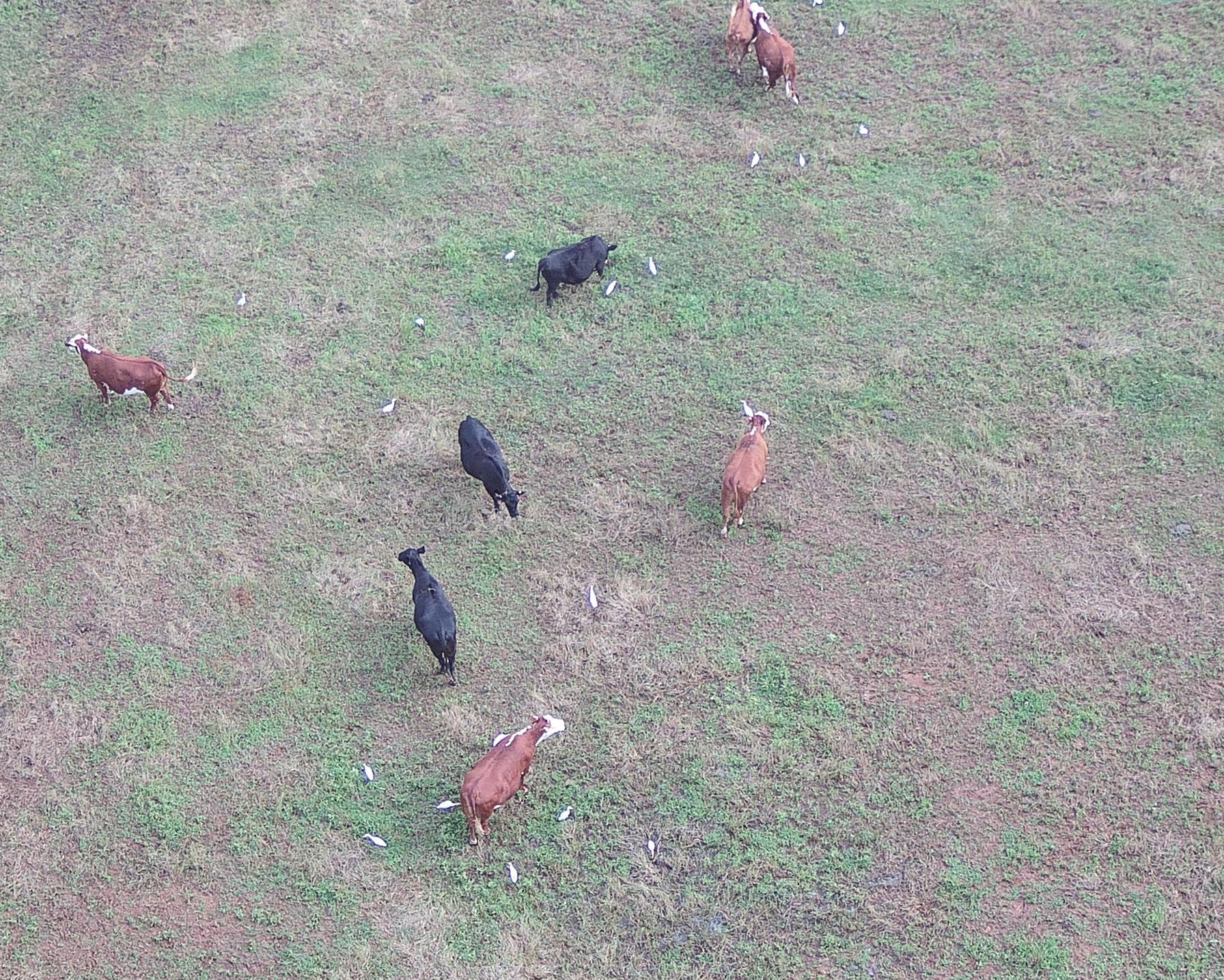 Arial View of Cows